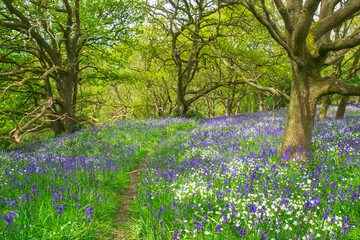 A colourful carpet of bluebells on the woodland floor. These are on both sides of a path through...