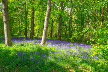 The woodland floor is covered with Bluebells in springtime