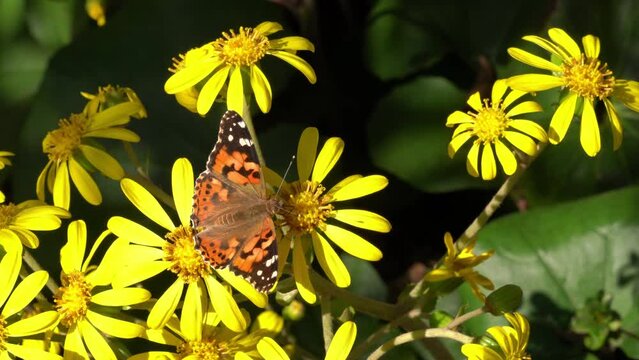 Painted Lady is sucking the nectar of Green leopard plant’s flower in JAPAN. Without sounds