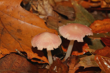 Pilz Rosa Rettischhelmling, Mycena pura