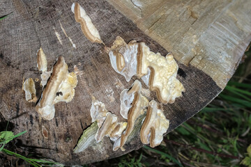 Baumpilz  Striegelige Tramete, Trametes Hirsuta