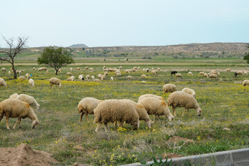 Sheep and lambs are eating grass with side view. In corner there is paving stone. Selective Focus 
