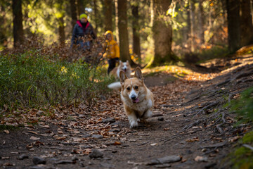 Fototapeta premium A mother with a child and a dog are walking along the mountain hiking trail. Family spending time.