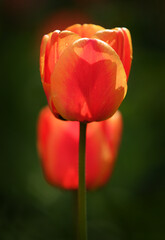 Two tulips among green leaves