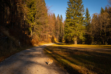 Obraz premium A Pembroke Welsh Corgi dog accompanying a hiking trail in the mountains