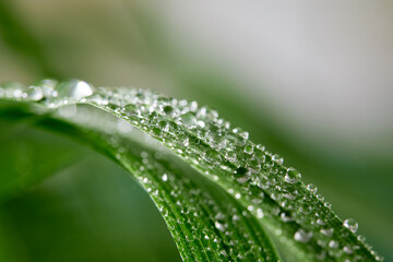 A closeup of water drops on green leaf after raindrops