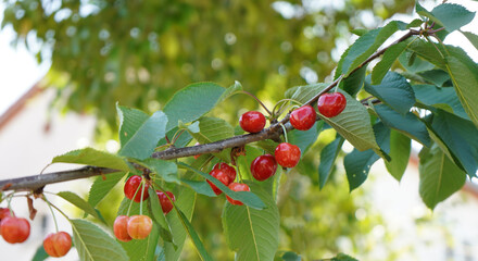 Cherry branch. Red ripe berries on the cherry tree.