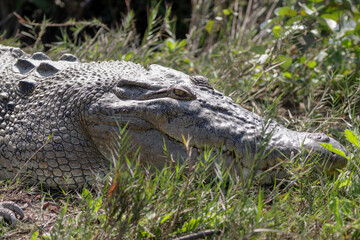 Wild Saltwater crocodile also known as estuarine crocodile or saltie crocodile.this photo was taken from Sundarbans, Bangladesh. 