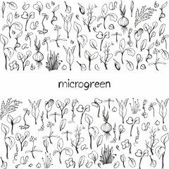 Set of microgreens doodle illustration. Vector hand drawn sketch background