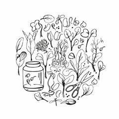 Set of microgreens doodle illustration. Vector hand drawn sketch background
