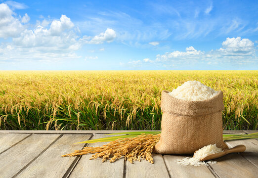 White rice and paddy rice with rice field background.