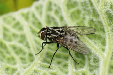 Closeup on a colorful patterned fly, Graphomya maculata sitting on a leaf in the garden