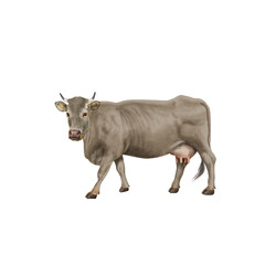 vache laitière, animal, ferme, bétail, gazon, en marche, agriculture, champ, blanc, brun, prairie, normande, jaune, noir, blanche, gris, alpage, vache laitière, mammifère, taureau, rural, , nature, mo