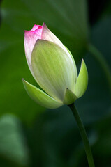 Obraz premium Blossoming lotus flower