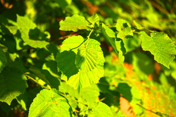 green grape leaves