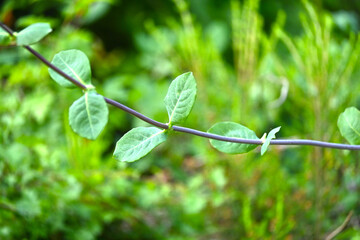 green leaves background