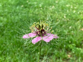 Blume Jungfer im Grünen im Garten nach dem Regen 