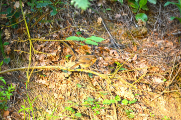 Fototapeta premium Robin - Erithacus rubecula. A close up of a European Robin (Erithacus rubecula)