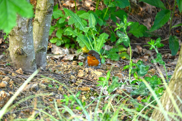 Robin - Erithacus rubecula. A close up of a European Robin (Erithacus rubecula)