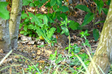 Fototapeta premium Robin - Erithacus rubecula. A close up of a European Robin (Erithacus rubecula)
