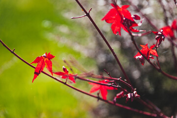 red Japanese maple plant with few leaves left shot at shallow depth of field