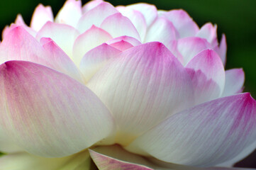 Fototapeta na wymiar Blossoming lotus flower