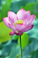 Obraz premium Blossoming lotus flower