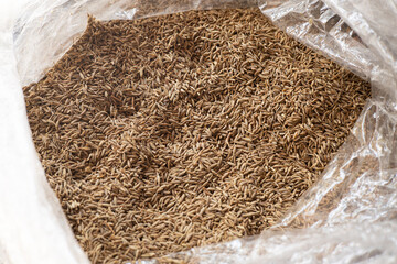Zira cumins seed dry indian herbal food ingredient for favoring and aroma - obrazy, fototapety, plakaty