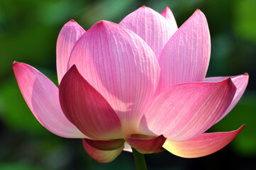 Blossoming lotus flower