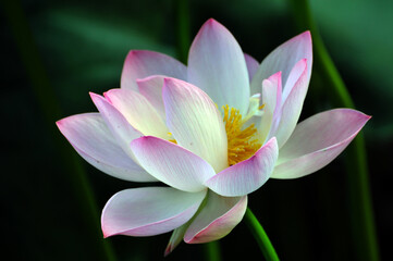 Blossoming lotus flower