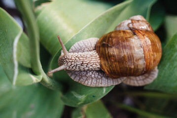 Helix pomatia also Roman snail, Burgundy snail, edible snail or escargot. Snail Muller gliding on the wet leaves. Large white mollusk snails with brown striped shell, crawling on vegetables.