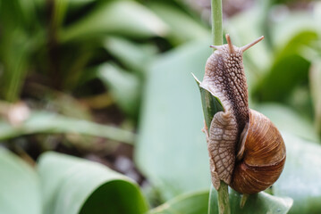 Helix pomatia also Roman snail, Burgundy snail, edible snail or escargot. Snail Muller gliding on the wet leaves. Large white mollusk snails with brown striped shell, crawling on vegetables.