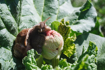 Helix pomatia also Roman snail, Burgundy snail, edible snail or escargot. Snail Muller gliding on the wet leaves. Large white mollusk snails with brown striped shell, crawling on vegetables.