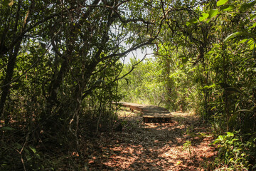 Chemin dans le Pripri de Yiyi, Guyane française