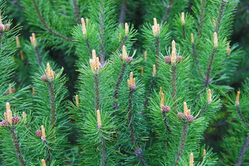 New young cones on a spruce tree on a sunny spring day. Beautiful nature as wallpaper or postcard.