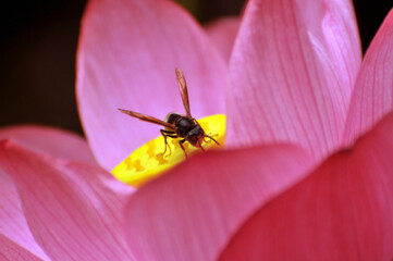 Blossoming lotus flower