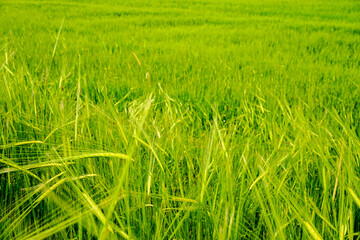 Green field of eat of wheat close up view