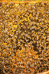 close-up bees on honeycombs with parchment and honey produce honey. Apitherapy