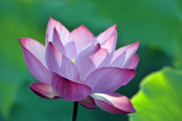 Blossoming lotus flower in sunlight
