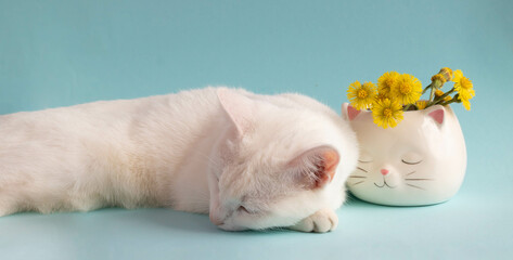 A dozing white cat with mother-and-stepmother flowers in a white cat-shaped cup on a blue background. Good cozy morning.