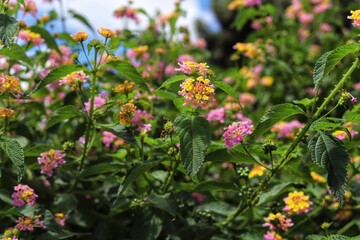 Pink and yellow flowers, Lantana camara. Weeping Lantana.