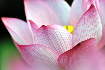 Blossoming lotus flower in sunlight