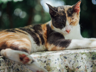 adorable relaxing cat