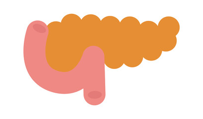 Pancreas human organ. Vector illustration