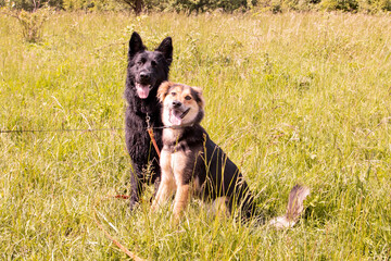 Oude Duitse herder poseert met leuke straathond