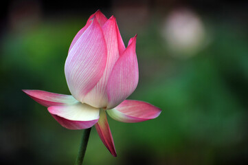 Blossoming lotus flowers in pond