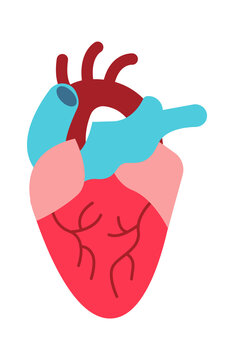 Heart human organ. Vector illustration