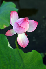 Blossoming lotus flowers in pond