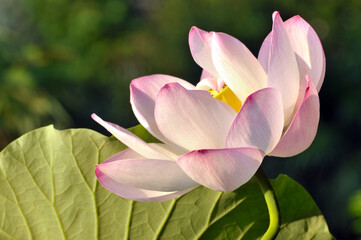 Blossoming lotus flowers in pond