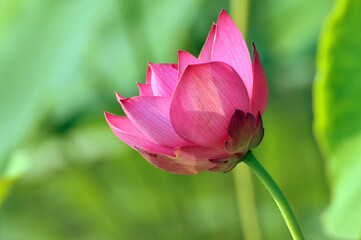 Blossoming lotus flowers in pond